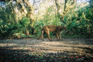 Florida panther crossing (Fla. FWCC press photo)