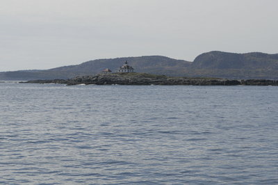 acadiawhalewatching1