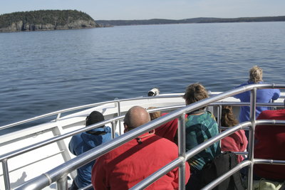 acadiawhalewatching2