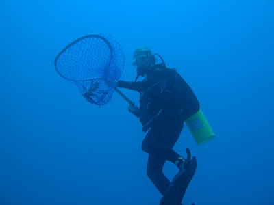bnplionfish4