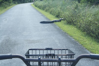 Our National Parks Biking At Shark Valley Offers Wildlife Views