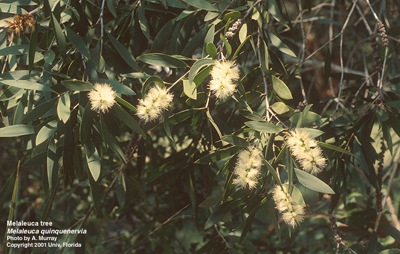 evermelaleuca1