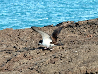hawaiiendangered4