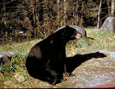 American Black Bear - Shenandoah National Park (U.S. National Park Service)