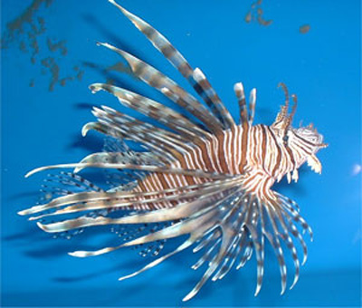 lionfish2