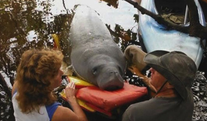 manatees1