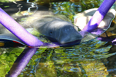 manatees2