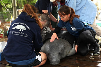 manatees3