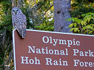 olympicowl2