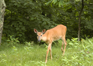 shendeer