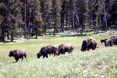 yellowstonebison5