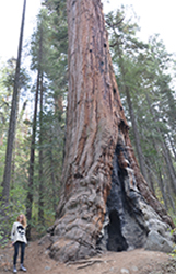 Melissa Ostroff and sequoia