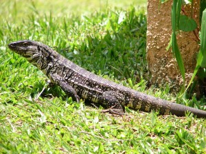 1024px-Lagarto-marau-rs-dsc00972