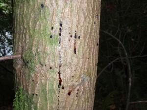 Cankers causing a tanoak tree to bleed.  Courtesy: ucanr.edu