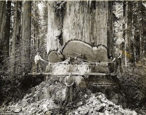 (photo courtesy of the Humboldt State University Library) Loggers pose for a photo in the middle of cutting down a sequoia tree in 1912