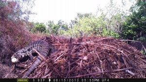 Tegu leaving nest with egg