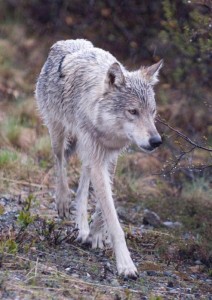 Biologists have been studying wolves in Denali since the 1930s (Photo courtesy of National Park Service).