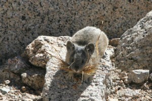 pika