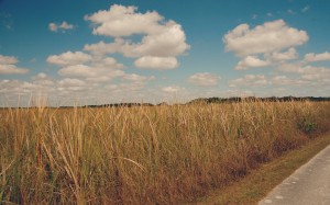 Shark Valley scenery 