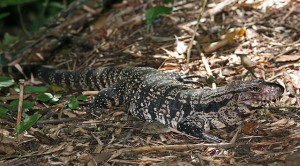 Tegu