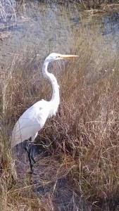 white heron