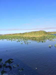 River of Grass