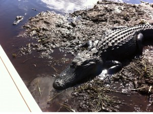 alligator