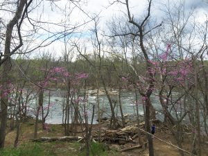 C&O Canal #2