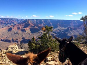 A view over the edge of the South Rim at our first stop. 